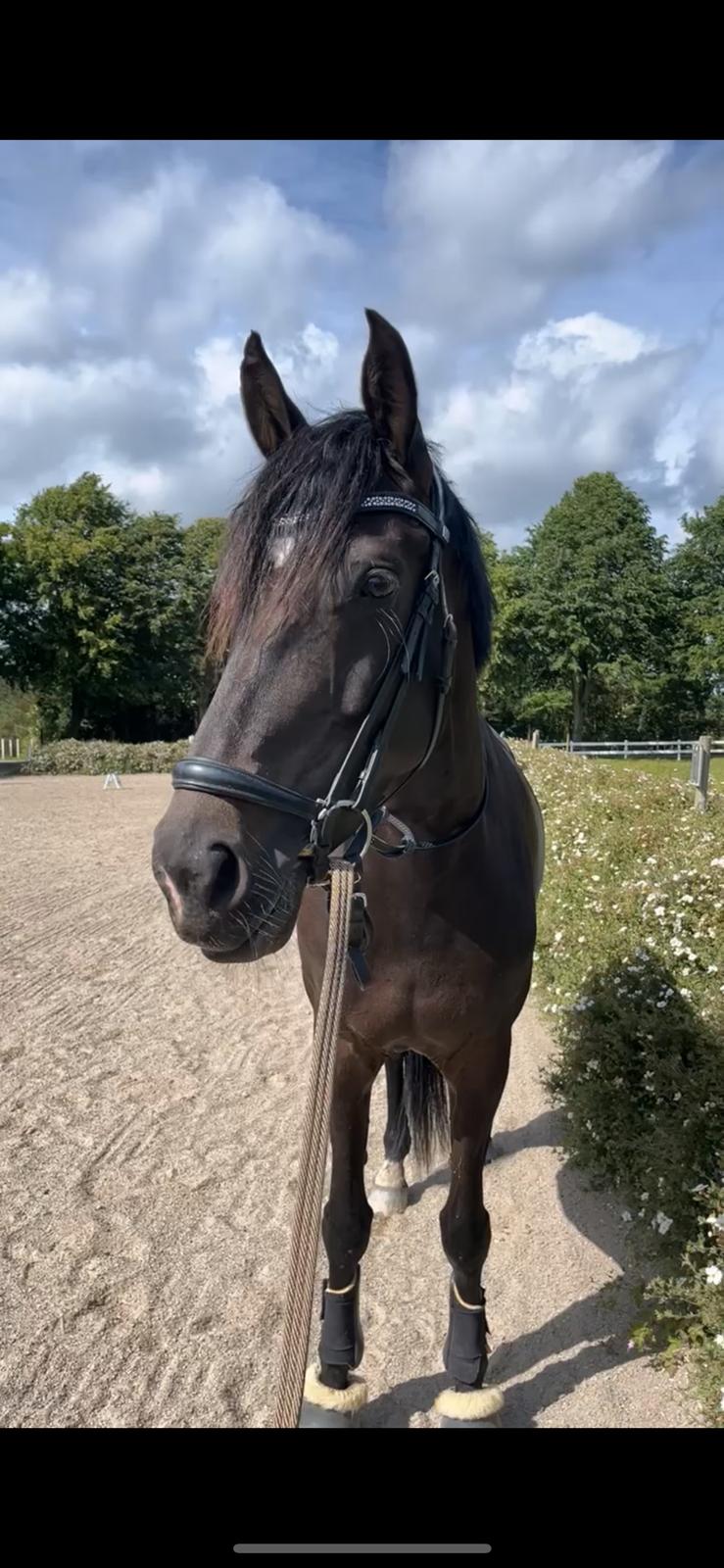 Dansk Varmblod Lady godiva billede 1