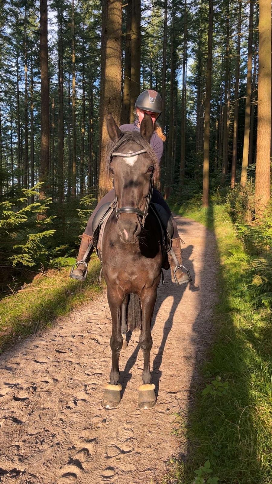 Dansk Varmblod Lady godiva billede 2