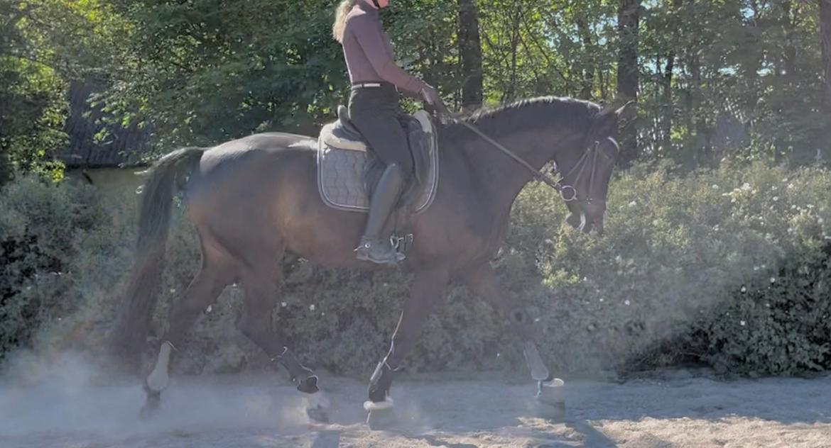 Dansk Varmblod Lady godiva billede 3