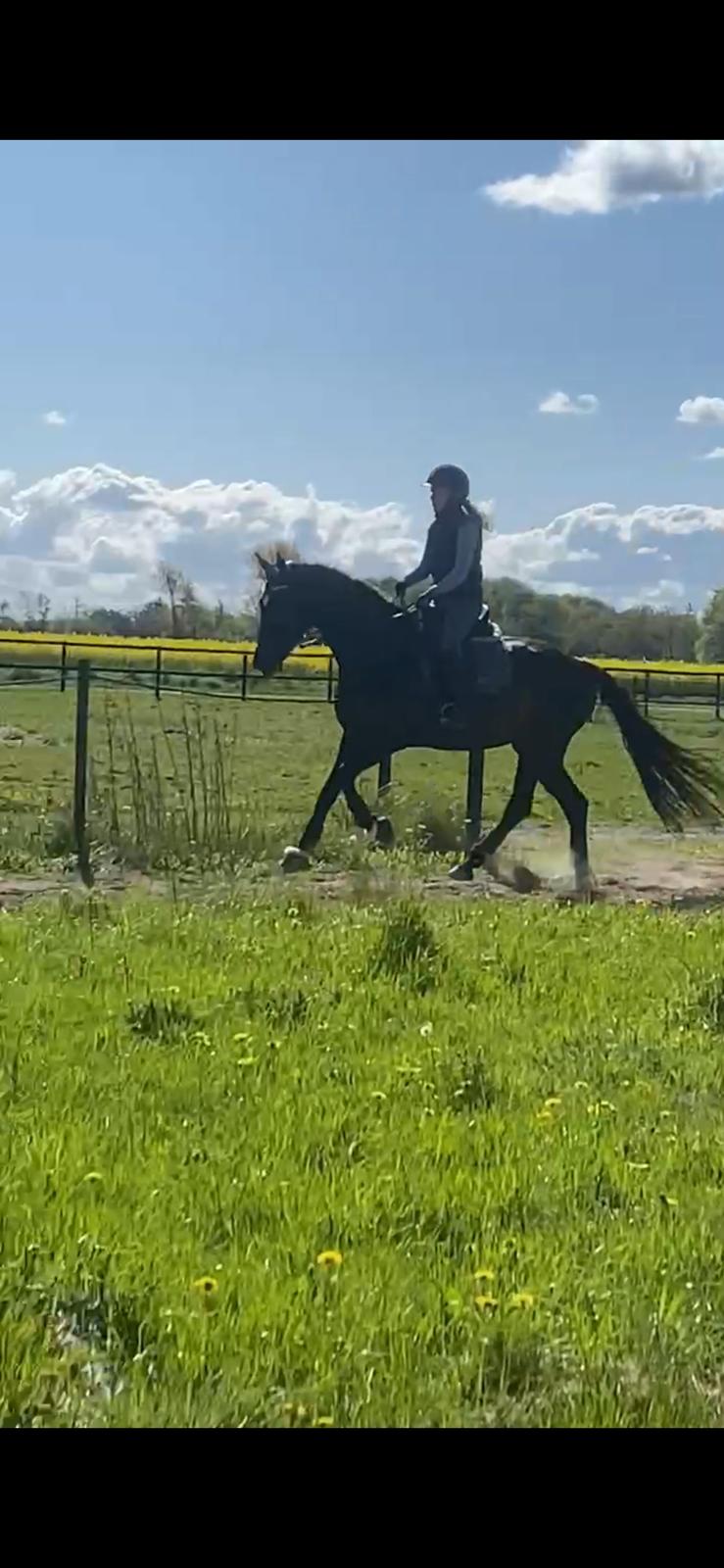 Dansk Varmblod Lady godiva billede 4