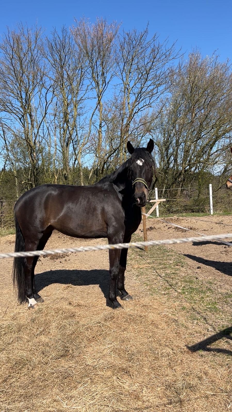 Dansk Varmblod Lady godiva billede 5