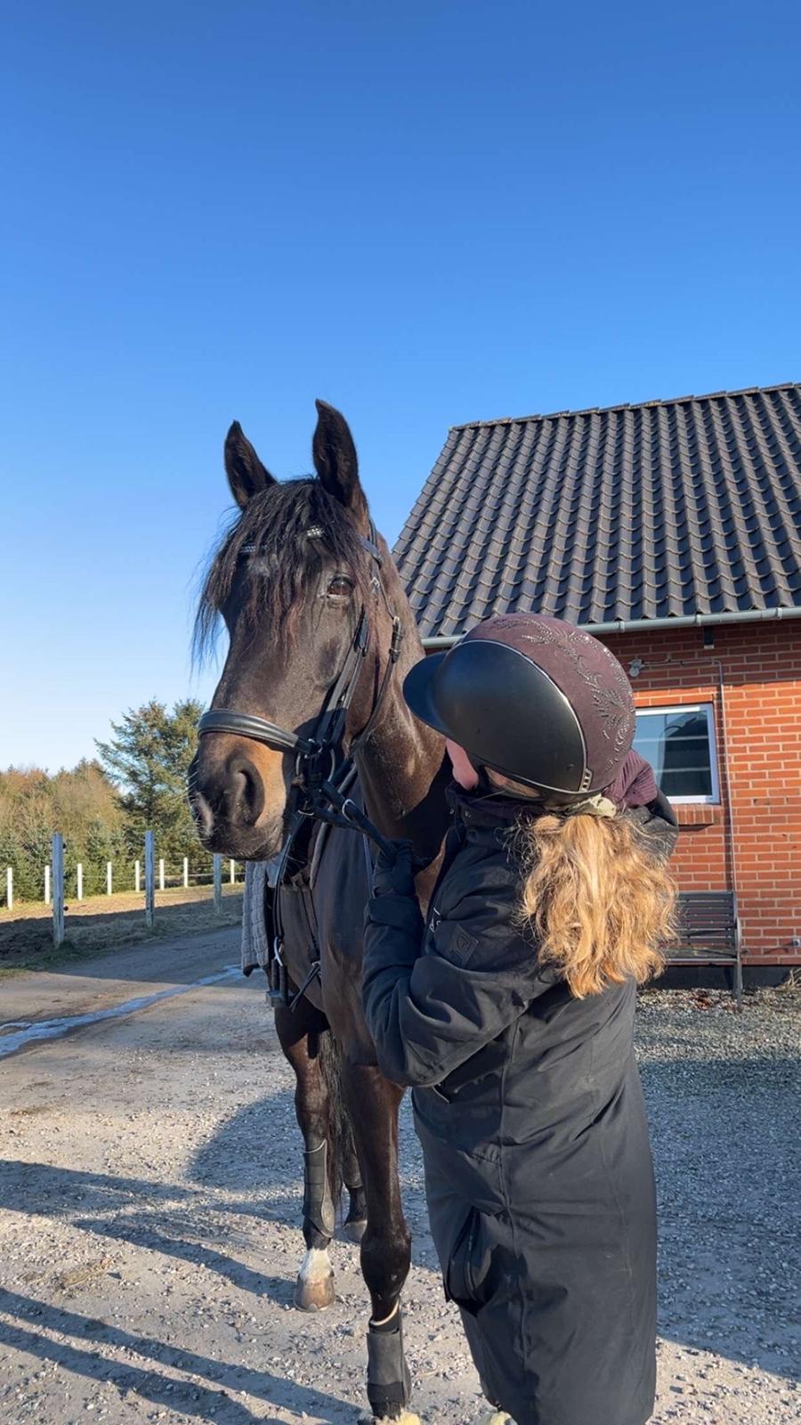 Dansk Varmblod Lady godiva billede 6