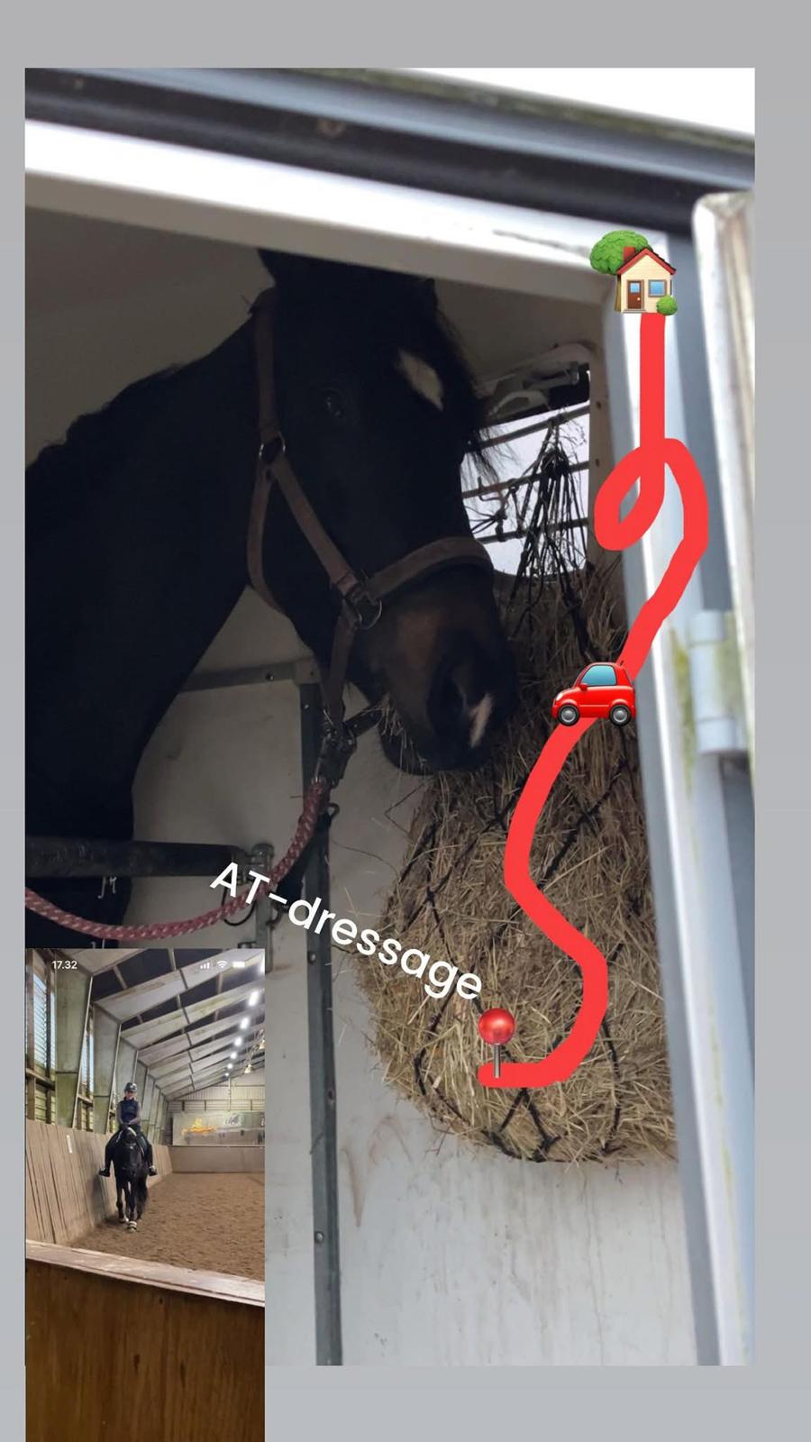 Dansk Varmblod Lady godiva billede 7