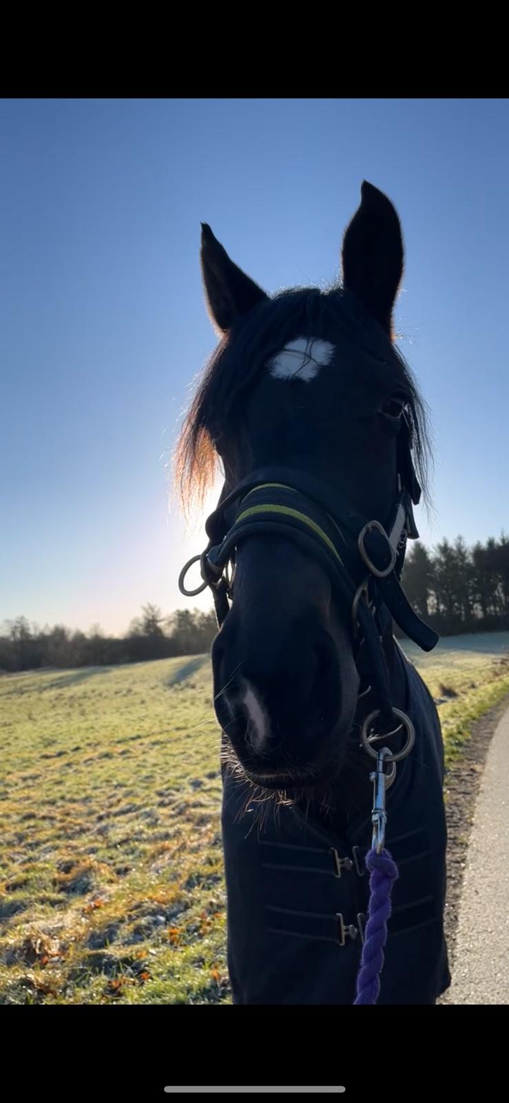 Dansk Varmblod Lady godiva billede 8