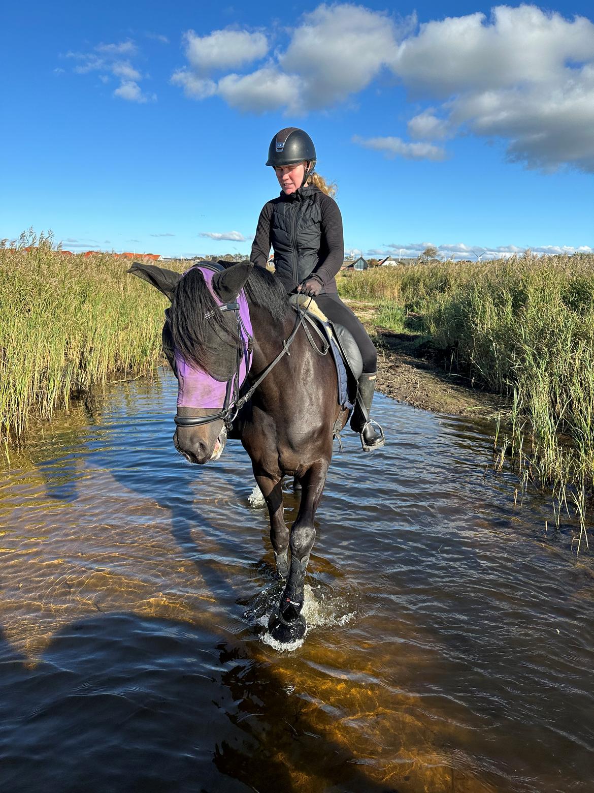 Dansk Varmblod Lady godiva billede 9