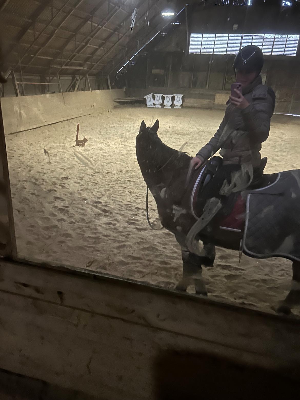 Arabisk fuldblod (OX) Bojkij ox billede 1