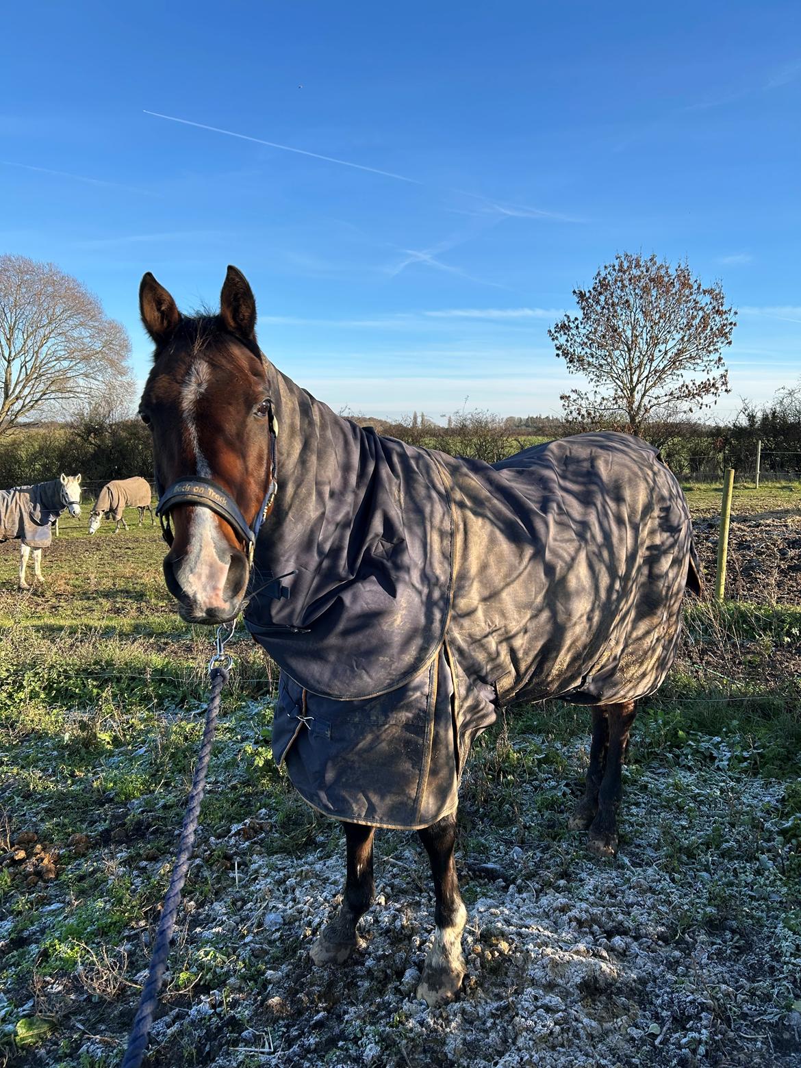 Arabisk fuldblod (OX) Bojkij ox billede 3