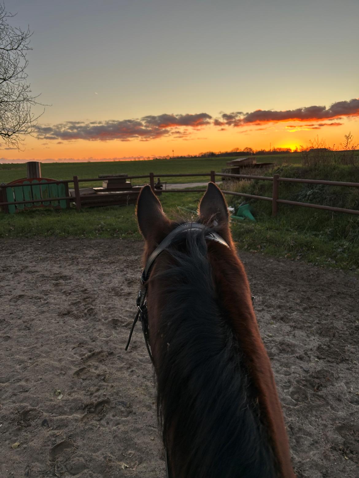 Arabisk fuldblod (OX) Bojkij ox billede 4