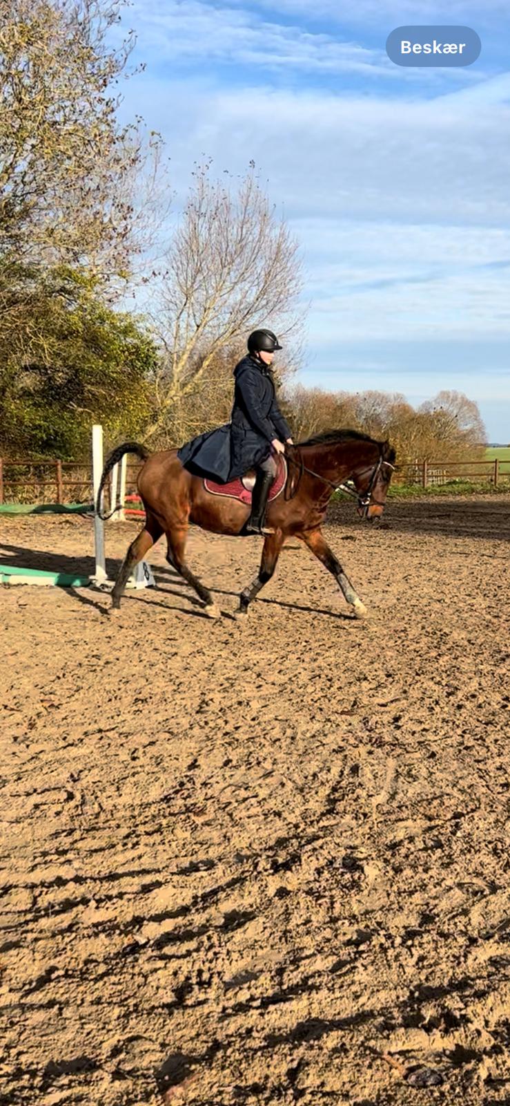 Arabisk fuldblod (OX) Bojkij ox billede 5