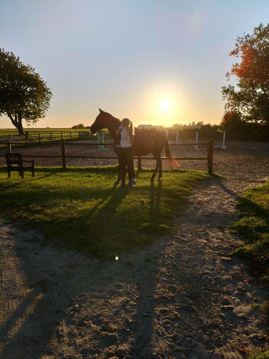 Arabisk fuldblod (OX) Bojkij ox billede 6