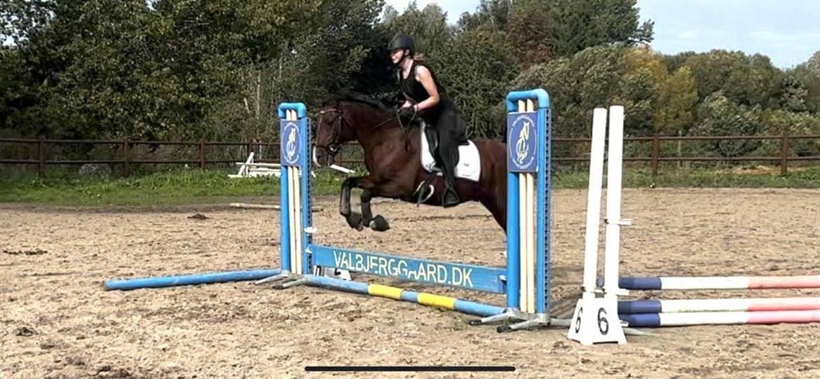 Arabisk fuldblod (OX) Bojkij ox billede 7