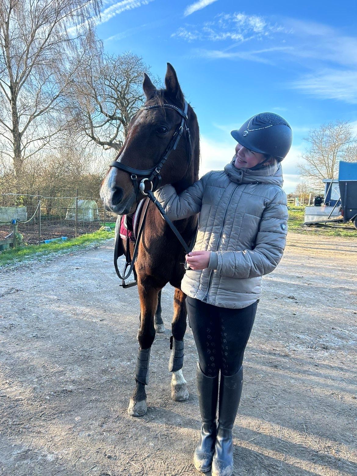 Arabisk fuldblod (OX) Bojkij ox billede 2