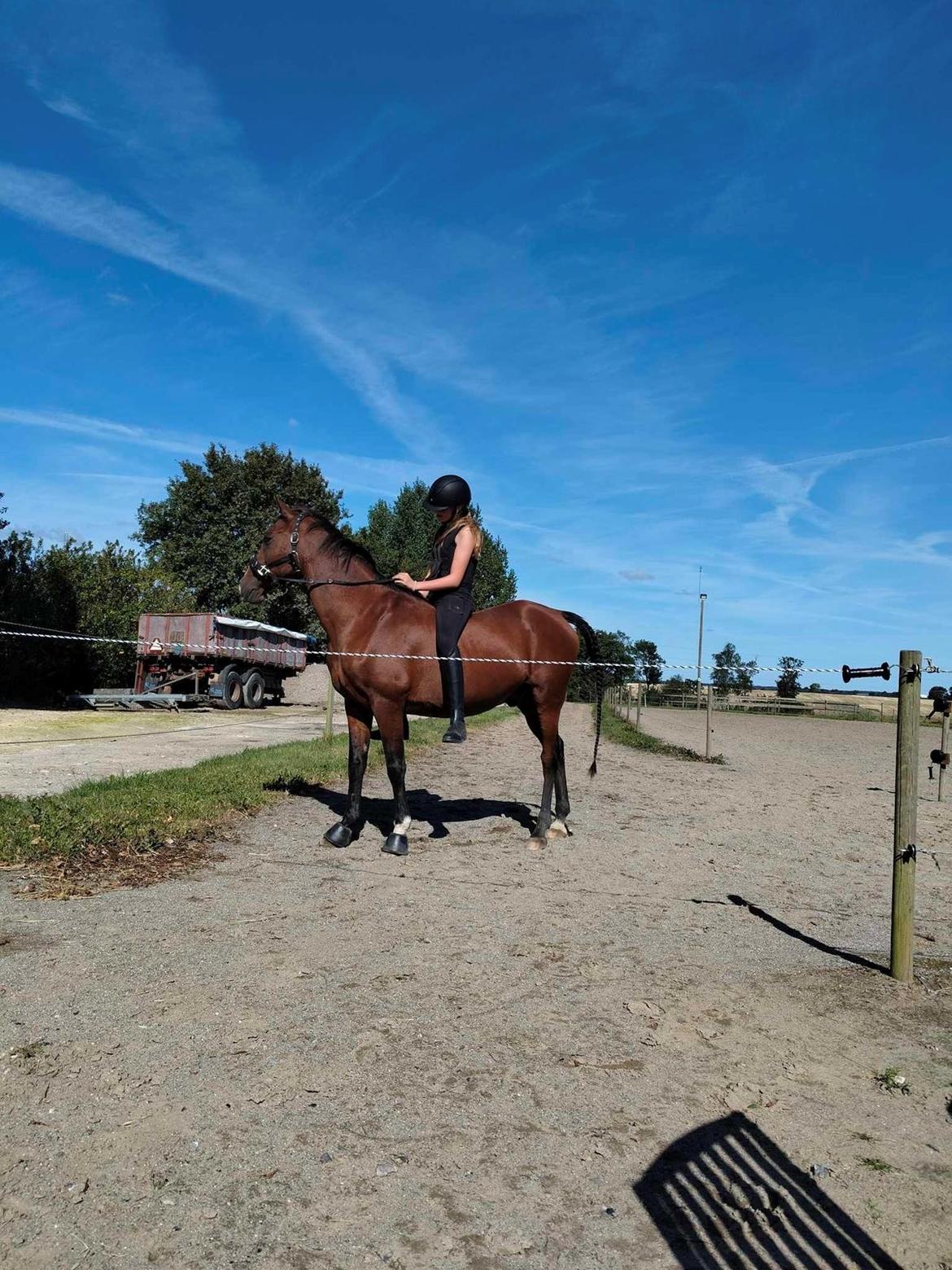 Arabisk fuldblod (OX) Bojkij ox billede 9