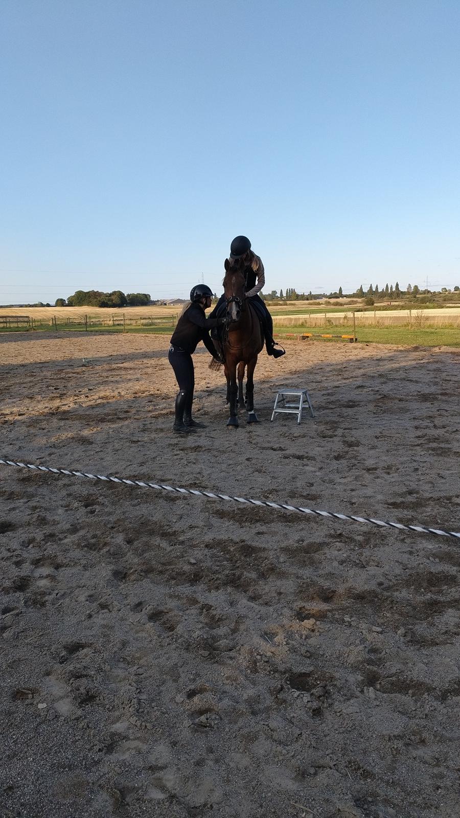 Arabisk fuldblod (OX) Bojkij ox billede 10