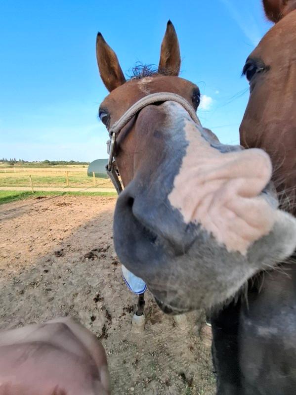 Arabisk fuldblod (OX) Bojkij ox billede 8