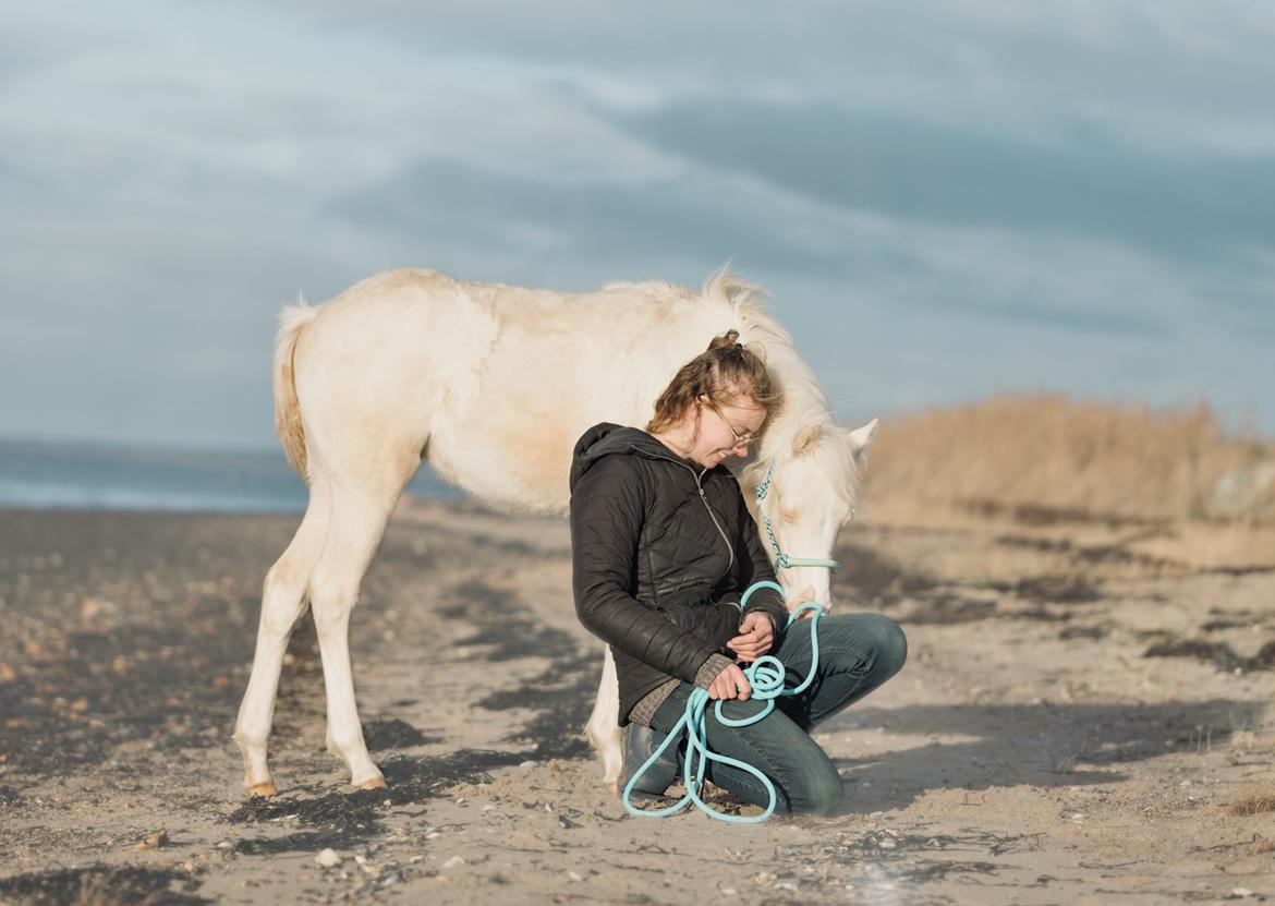 Welsh Partbred (Sec F) Tovdal’s Miss Ocean Pearl • Willow • billede 10