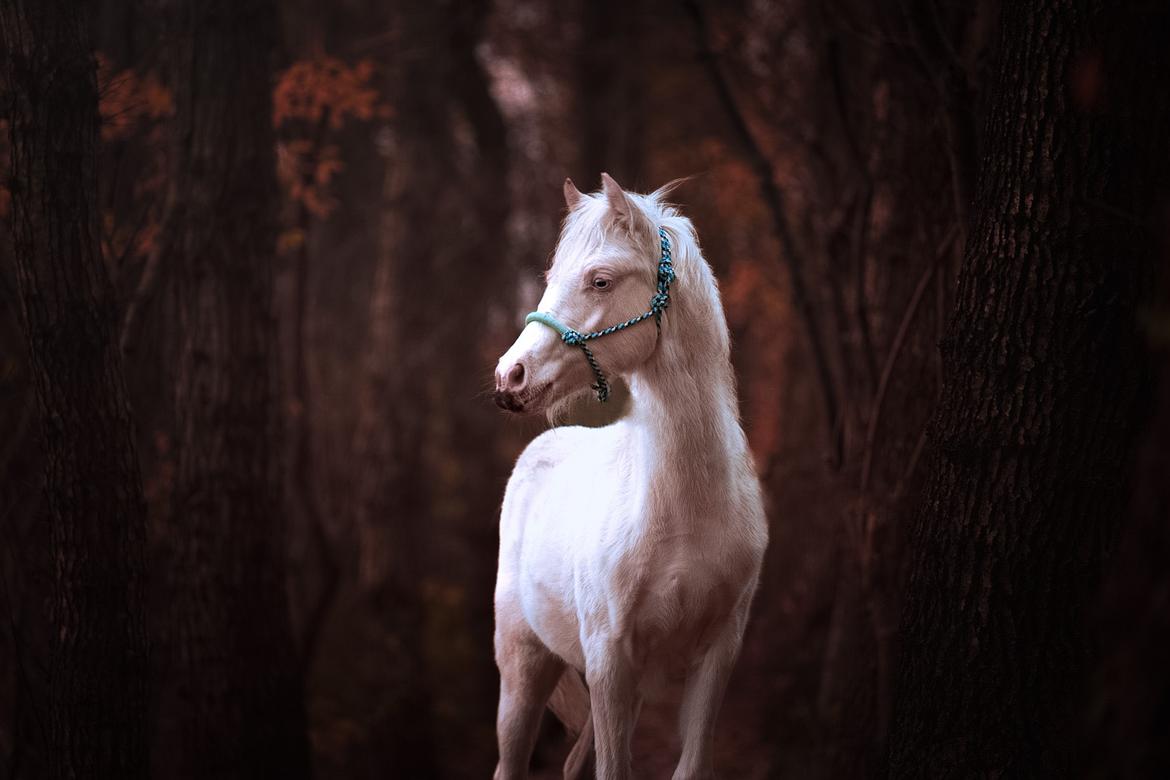 Welsh Partbred (Sec F) Tovdal’s Miss Ocean Pearl • Willow • billede 41