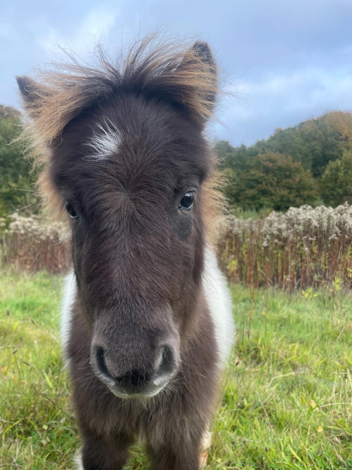 Anden særlig race Theodoras Teddy billede 1