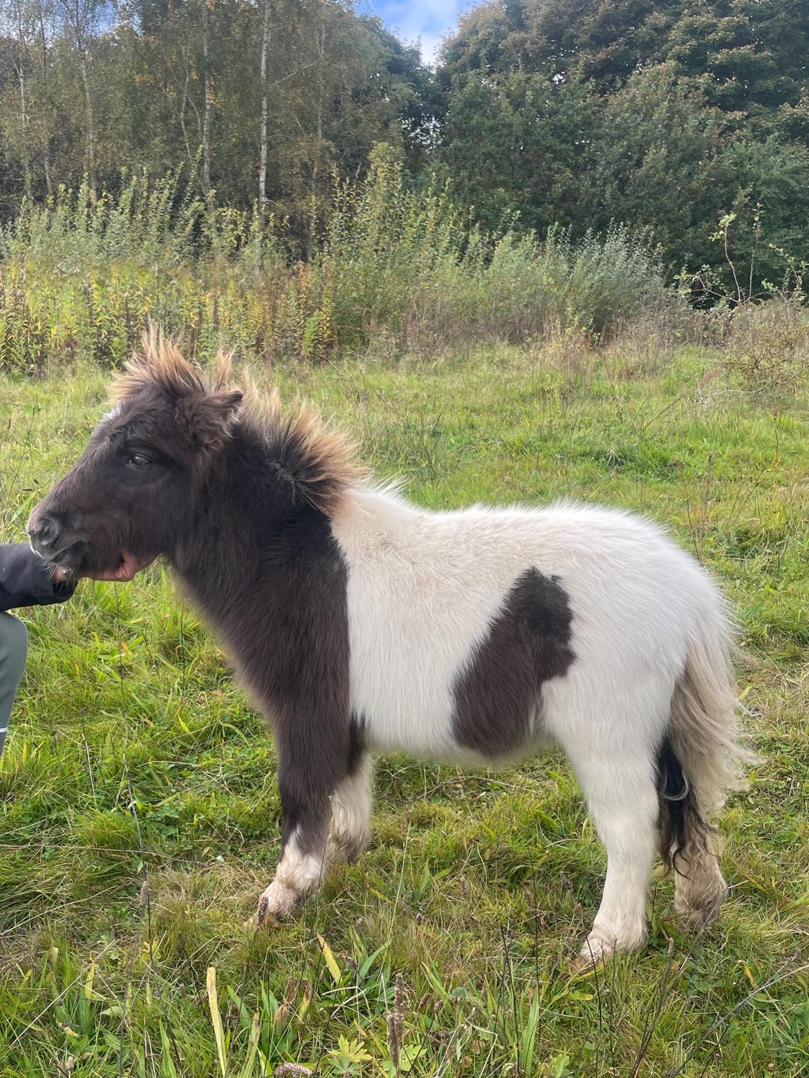 Anden særlig race Theodoras Teddy billede 2