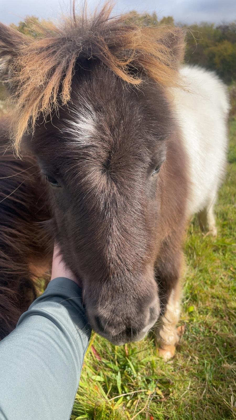 Anden særlig race Theodoras Teddy billede 4