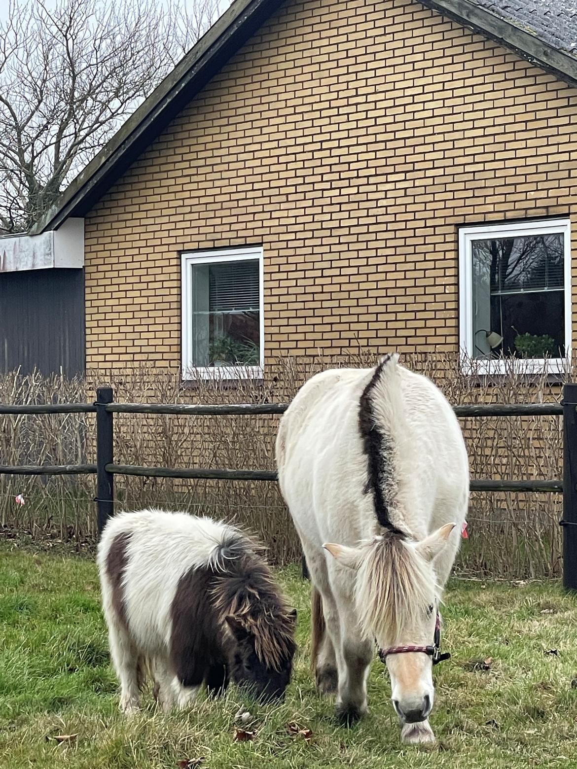 Anden særlig race Theodoras Teddy billede 3