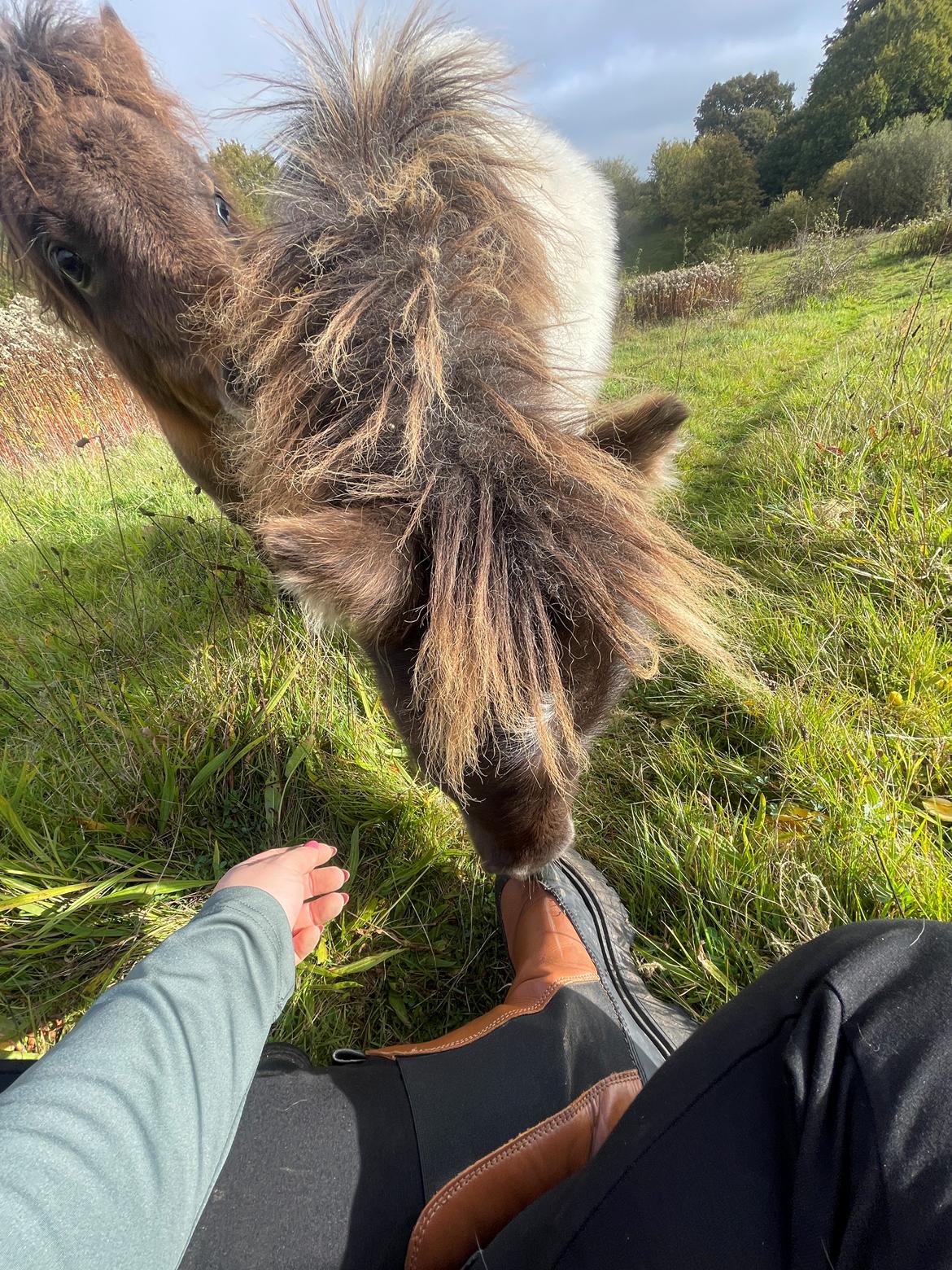 Anden særlig race Theodoras Teddy billede 5