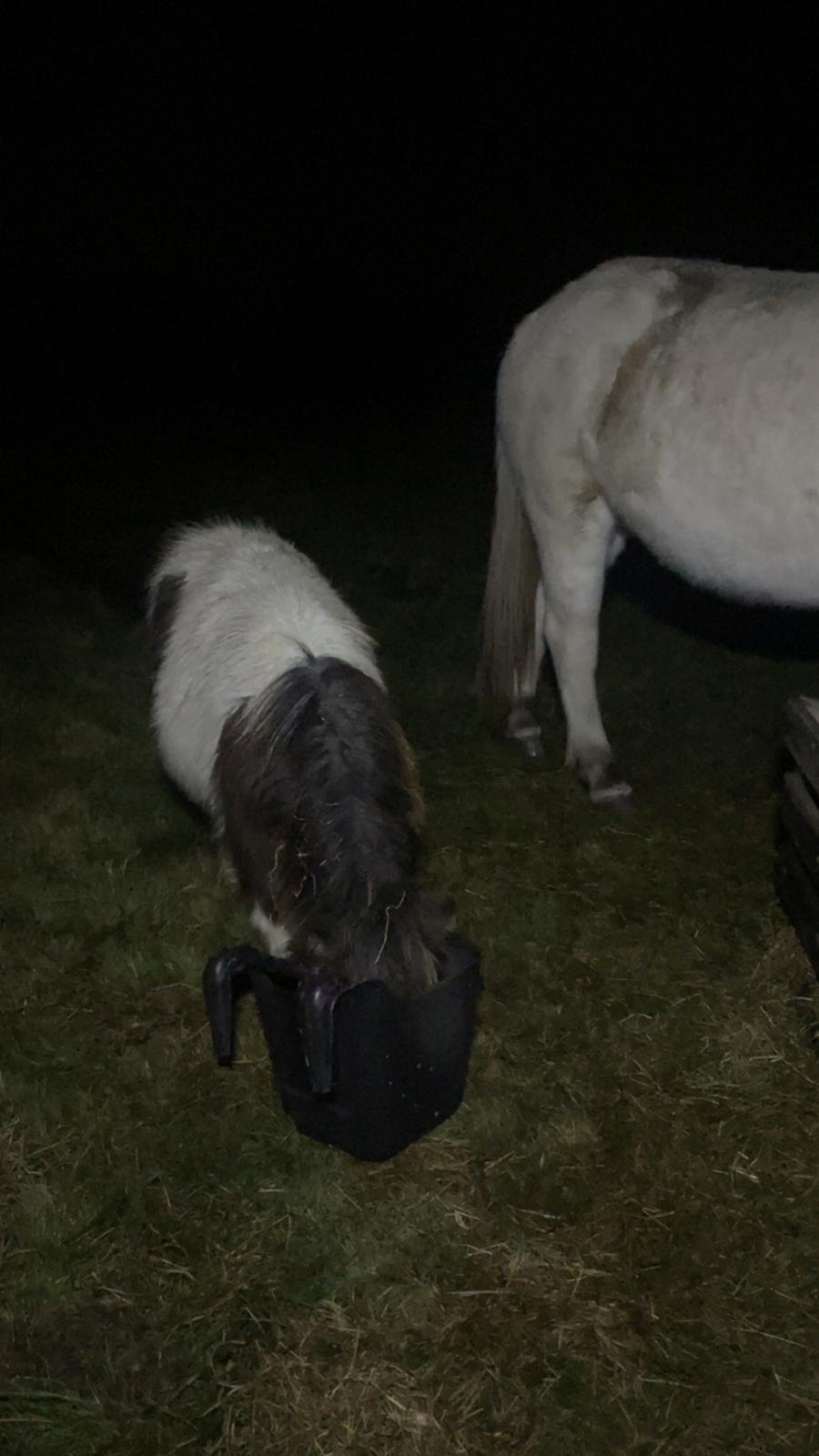 Anden særlig race Theodoras Teddy billede 7