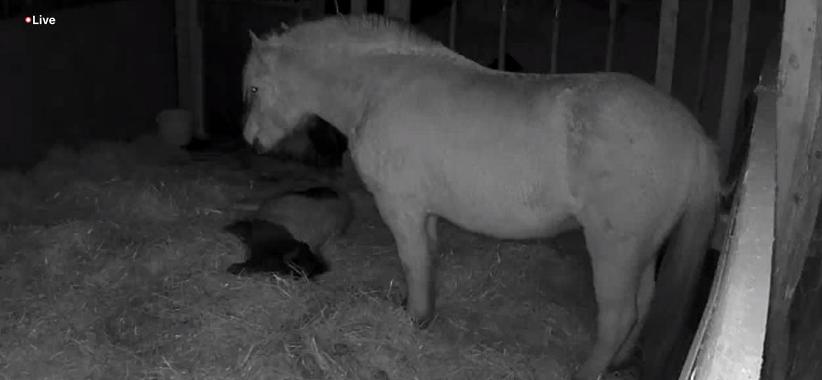 Anden særlig race Theodoras Teddy billede 8