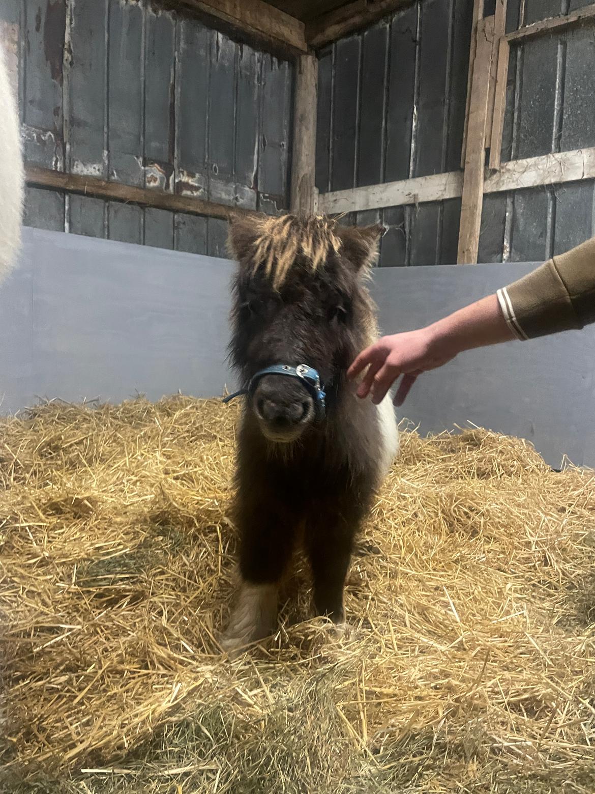 Anden særlig race Theodoras Teddy billede 9