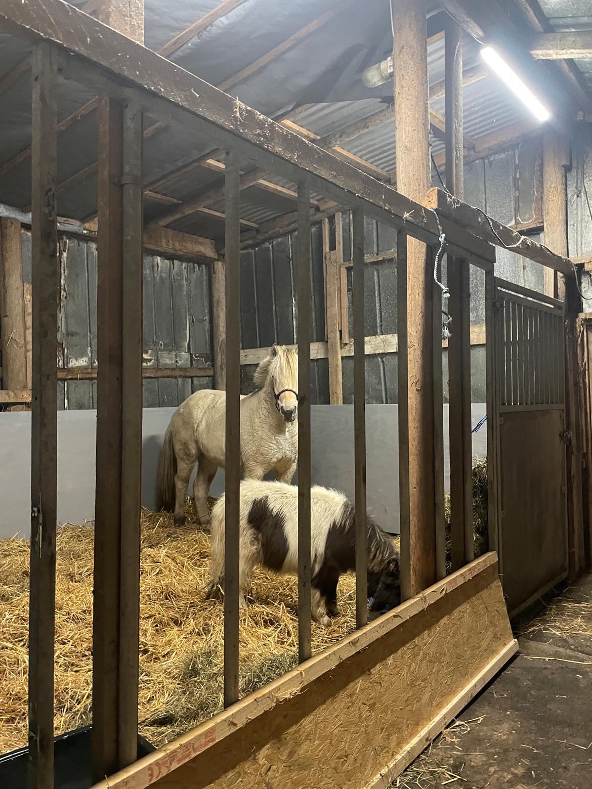 Anden særlig race Theodoras Teddy billede 10