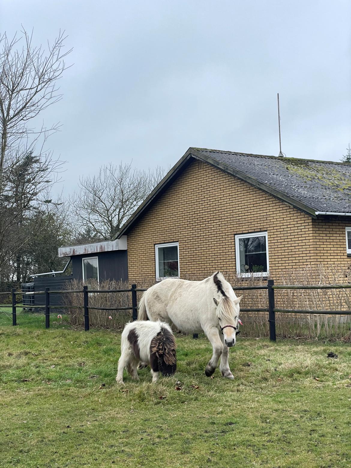 Anden særlig race Theodoras Teddy billede 11