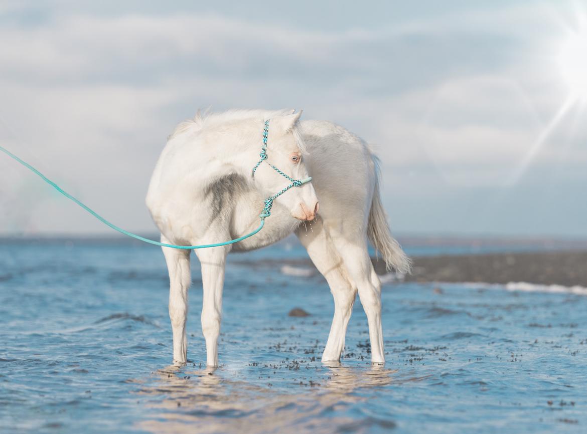 Welsh Partbred (Sec F) Tovdal’s Miss Ocean Pearl • Willow • billede 8