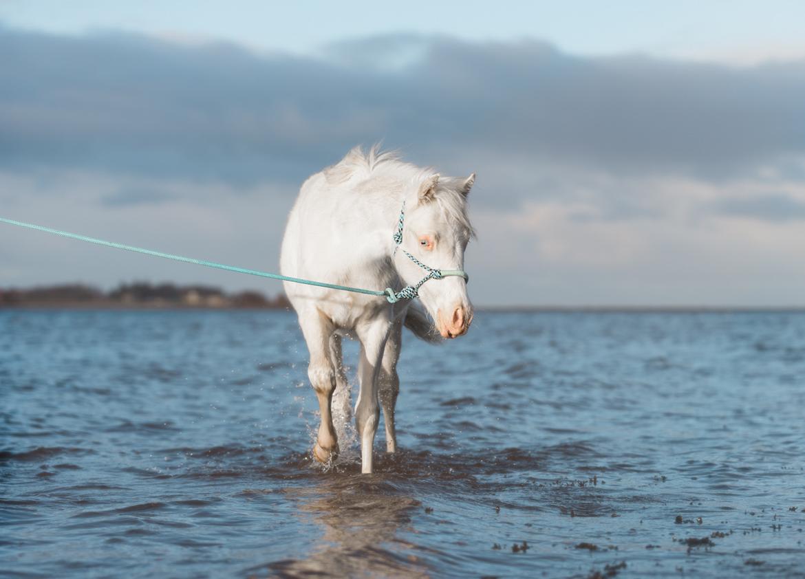 Welsh Partbred (Sec F) Tovdal’s Miss Ocean Pearl • Willow • billede 3