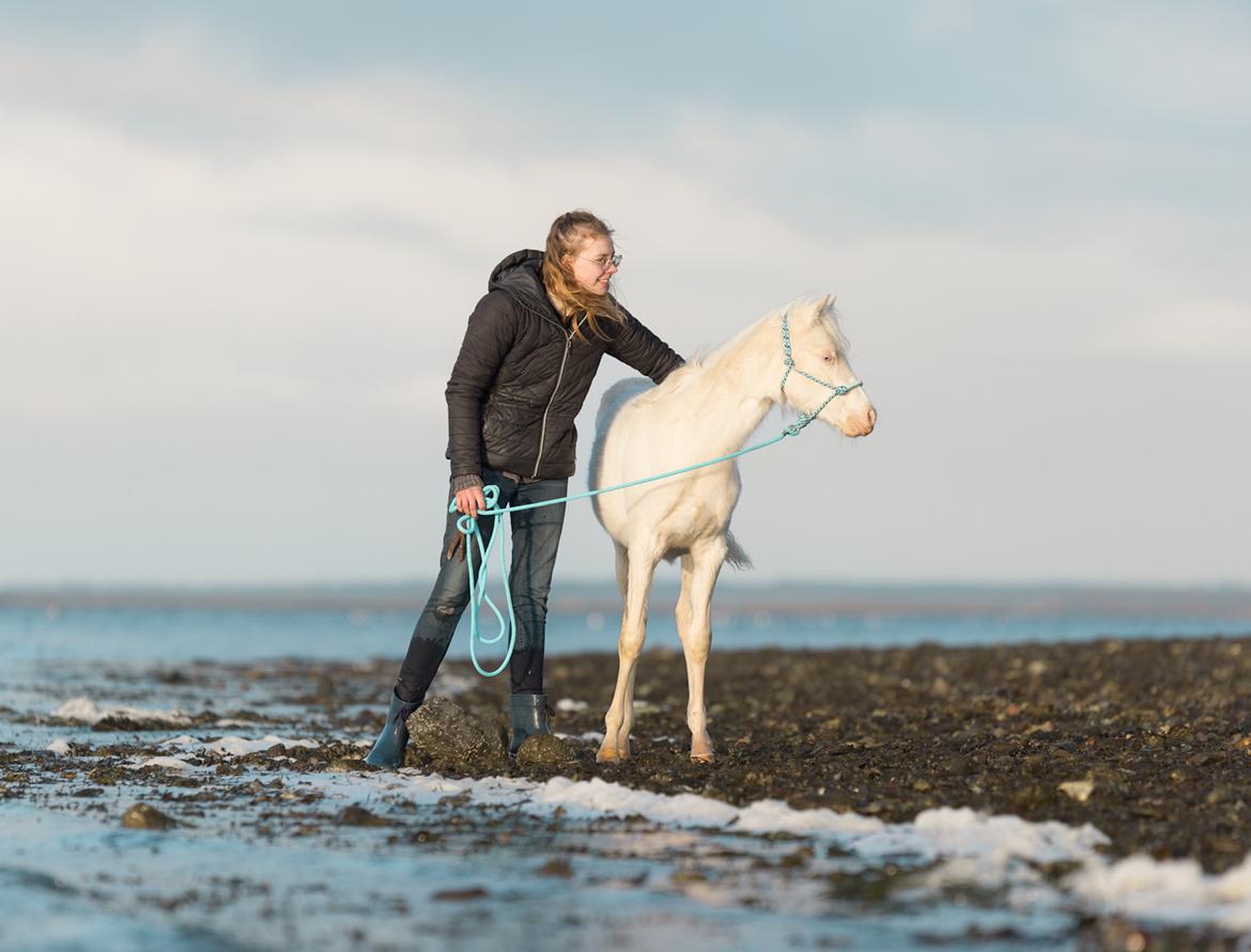 Welsh Partbred (Sec F) Tovdal’s Miss Ocean Pearl • Willow • billede 6