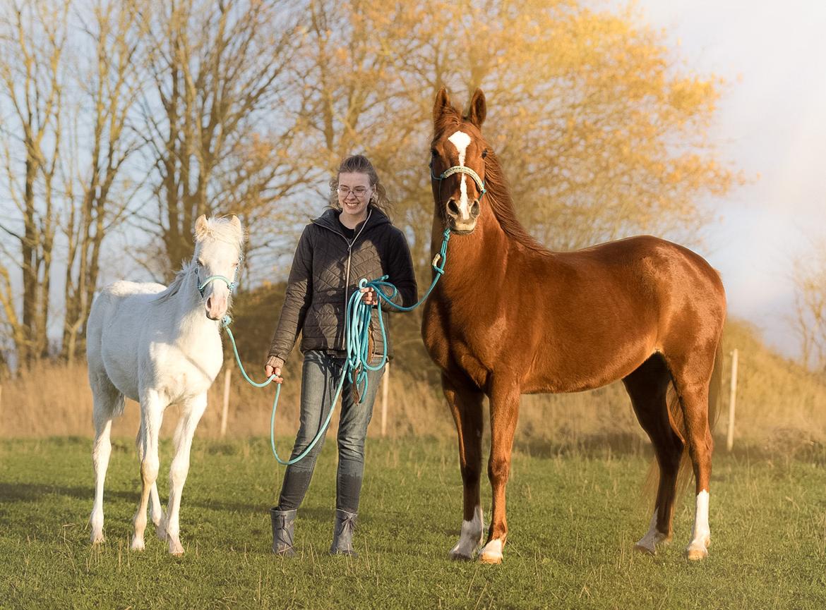 Welsh Partbred (Sec F) Tovdal’s Miss Ocean Pearl • Willow • billede 29