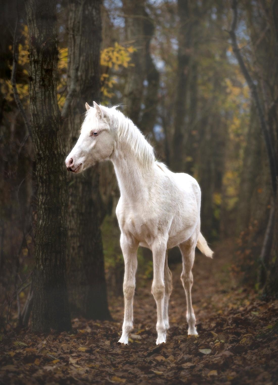 Welsh Partbred (Sec F) Tovdal’s Miss Ocean Pearl • Willow • billede 48