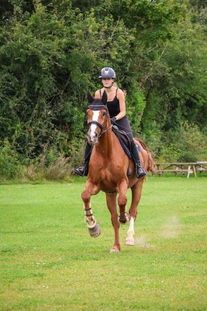 Dansk Varmblod Gørklintgårds faraday billede 2