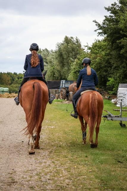 Dansk Varmblod Gørklintgårds faraday billede 3