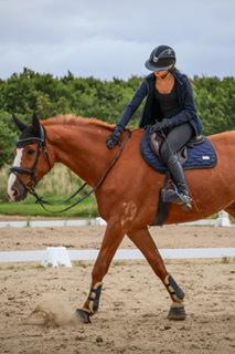Dansk Varmblod Gørklintgårds faraday billede 1