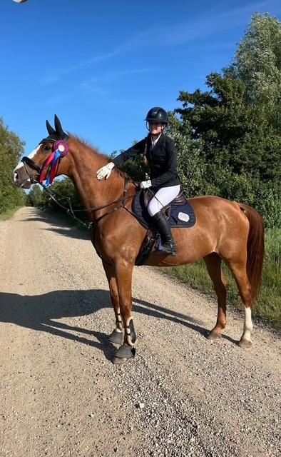 Dansk Varmblod Gørklintgårds faraday billede 4