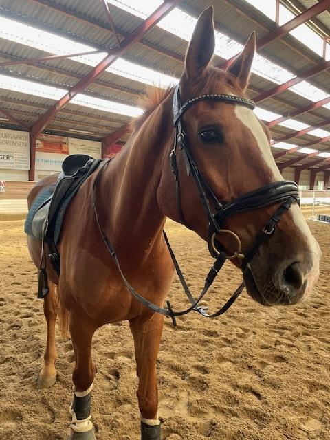 Dansk Varmblod Gørklintgårds faraday billede 5