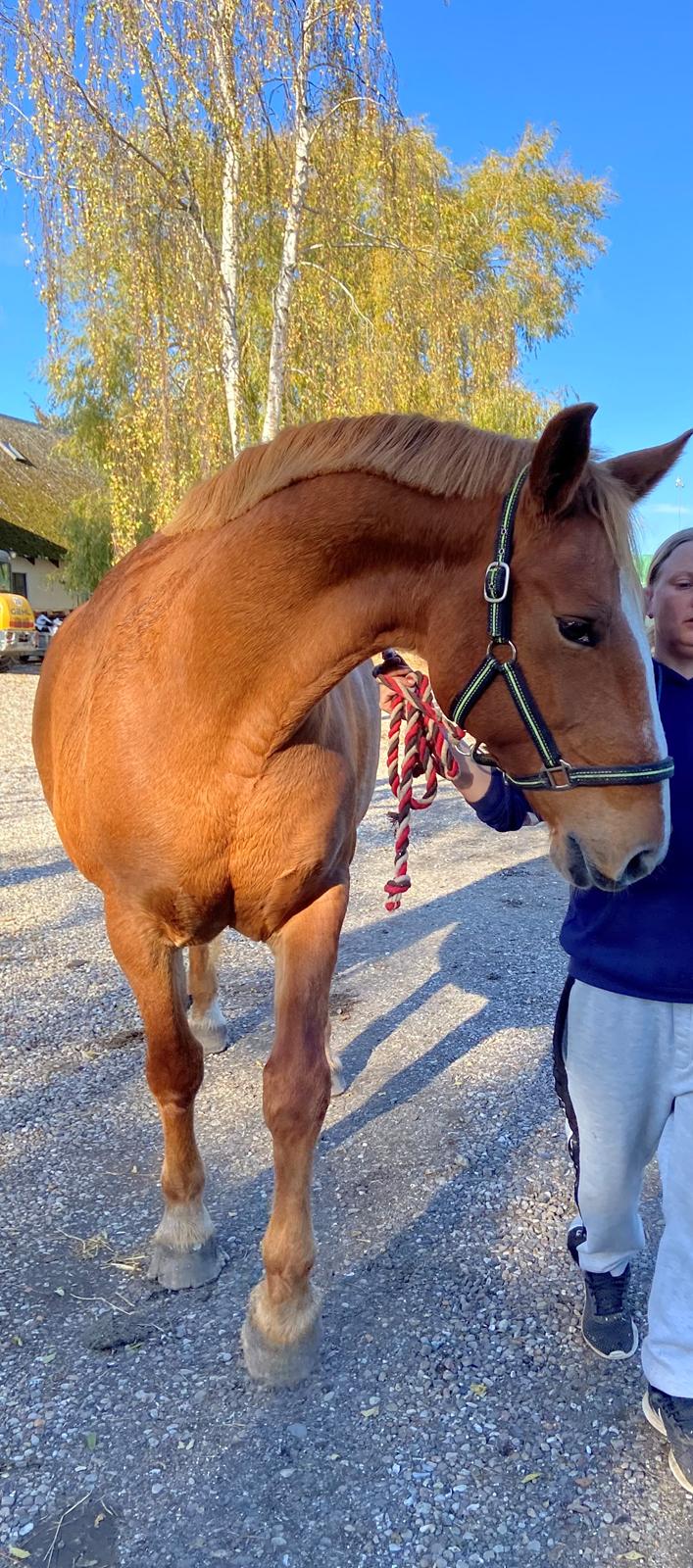 Frederiksborg Jucemi Bangholm billede 1