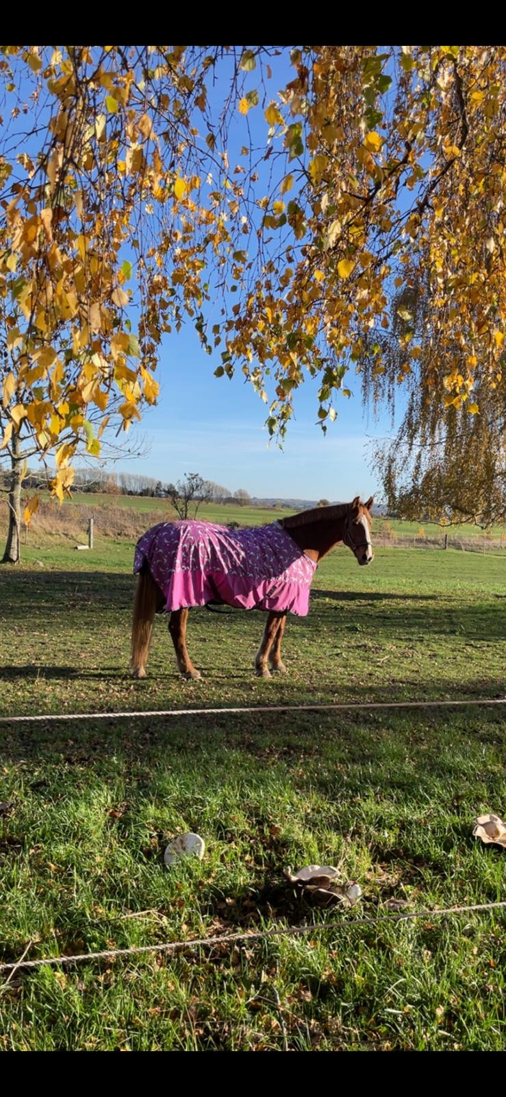 Frederiksborg Jucemi Bangholm billede 6