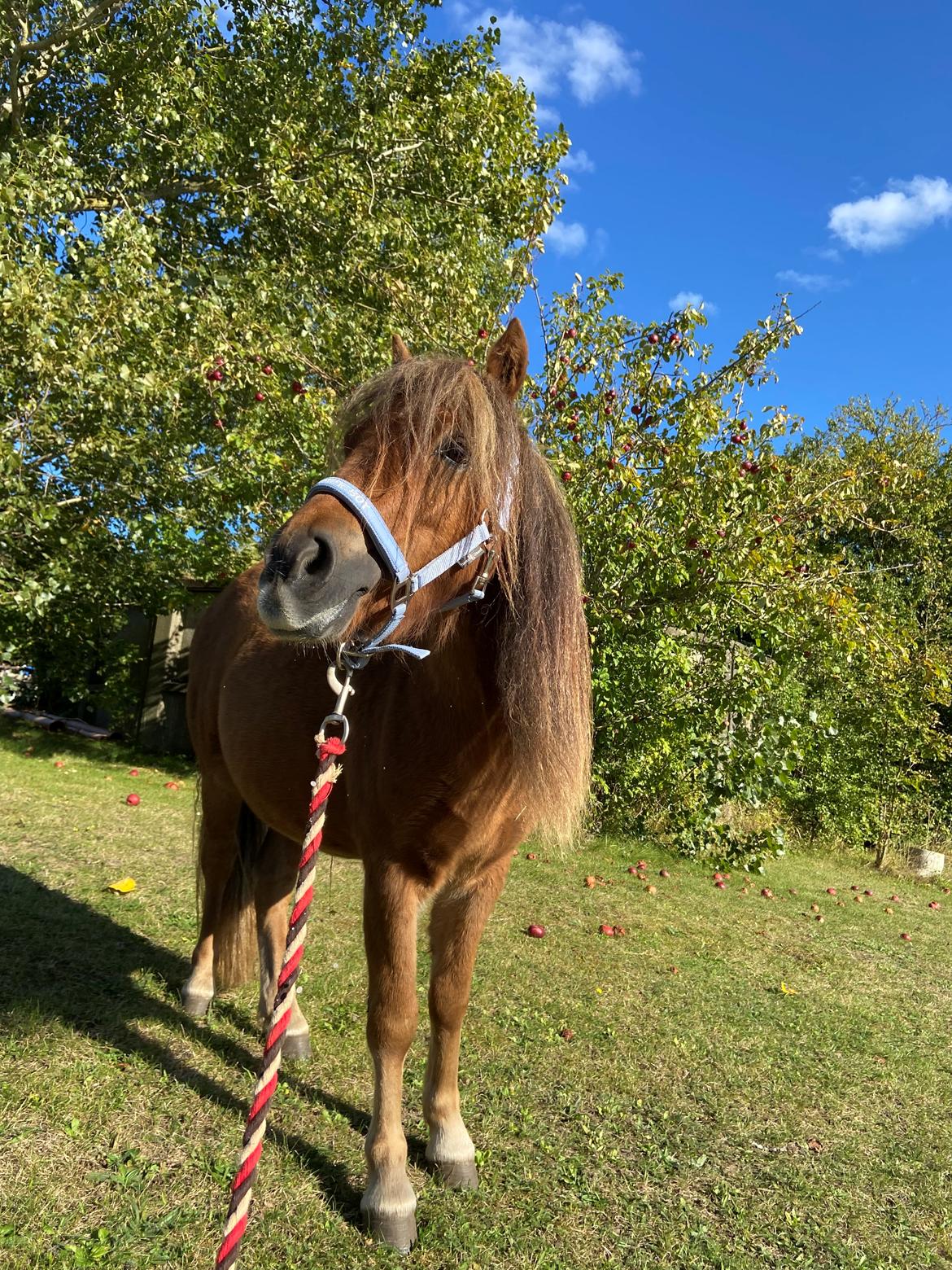 Anden særlig race Røglegaardens Dakota billede 19