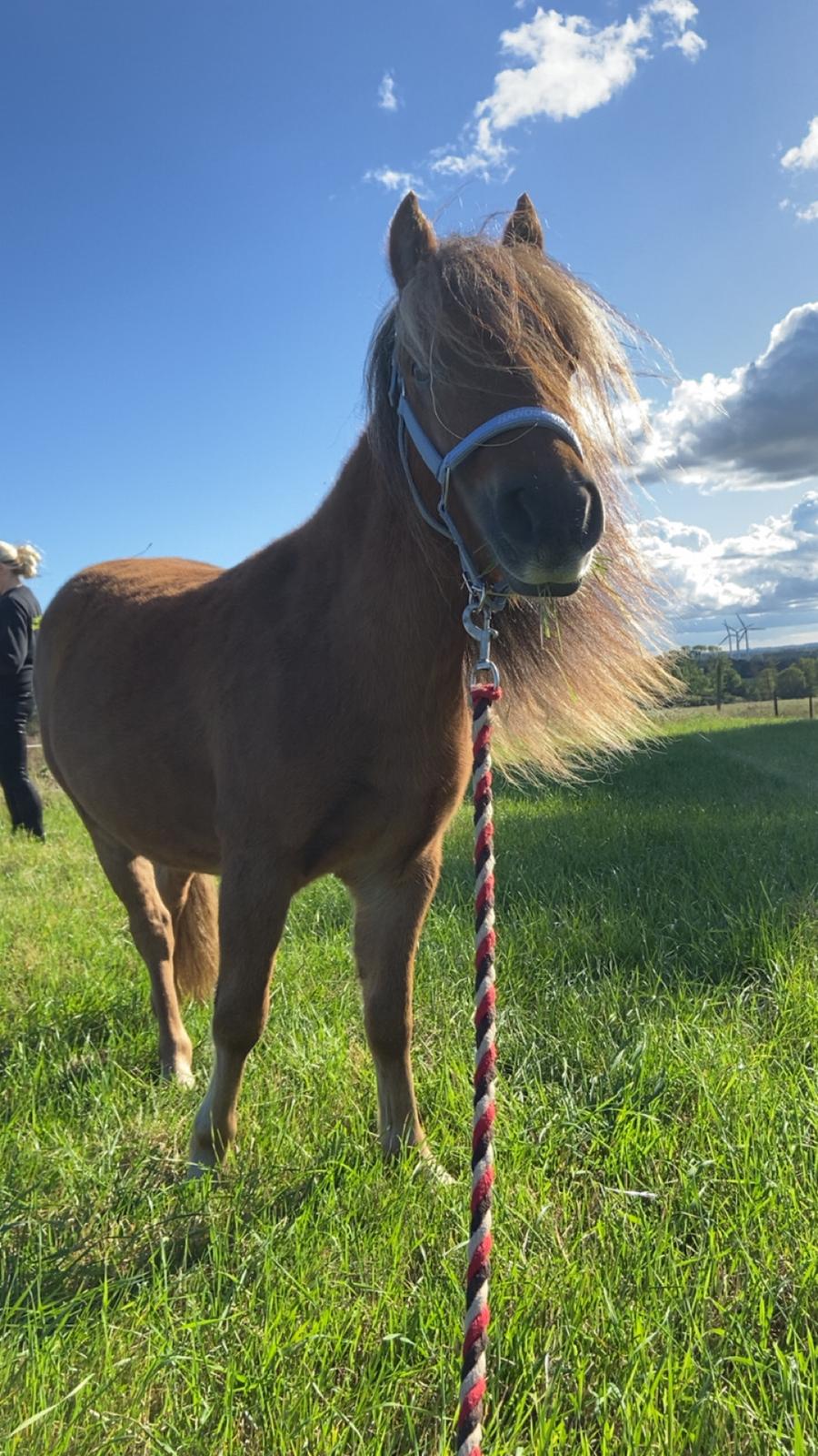 Anden særlig race Røglegaardens Dakota billede 18