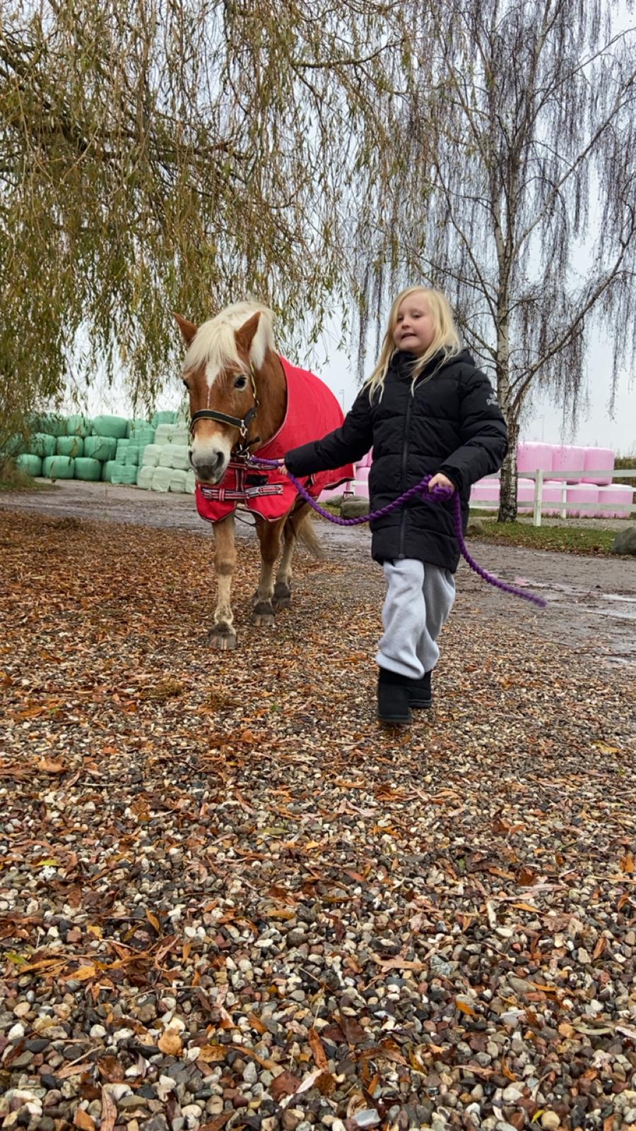 Haflinger Sissi/molly billede 3