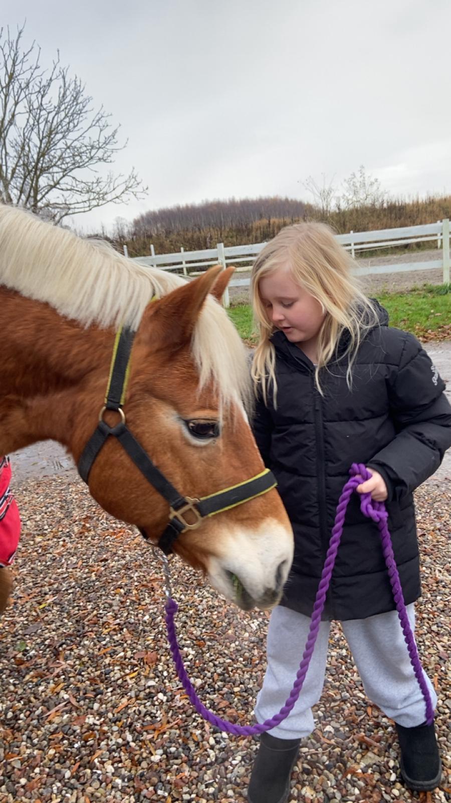 Haflinger Sisi/molly billede 4