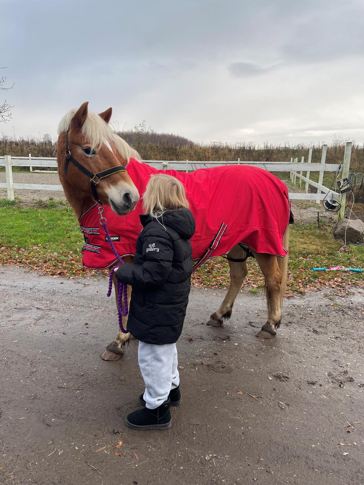 Haflinger Sissi/molly billede 1