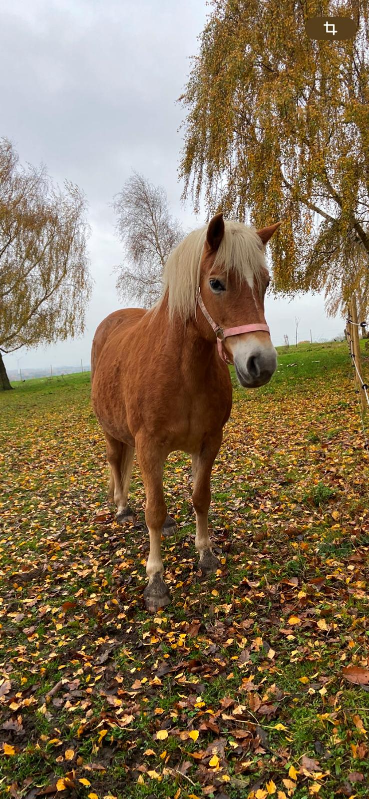 Haflinger Sissi/molly billede 2