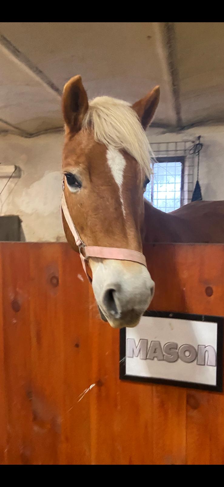 Haflinger Sissi/molly billede 5